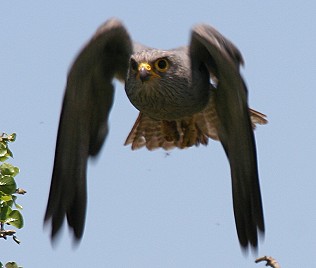 Graufalken, Grey Kestrel, Falco ardosiacus